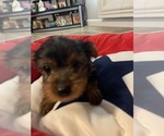 Small Photo #22 Yorkshire Terrier Puppy For Sale in RANCHO CORDOVA, CA, USA