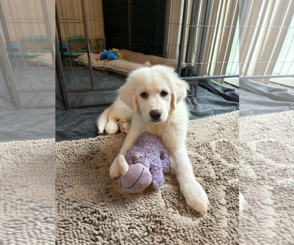 Medium Photo #1 Great Pyrenees-Unknown Mix Puppy For Sale in Croydon, NH, USA