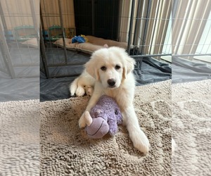 Great Pyrenees-Unknown Mix Dogs for adoption in Croydon, NH, USA