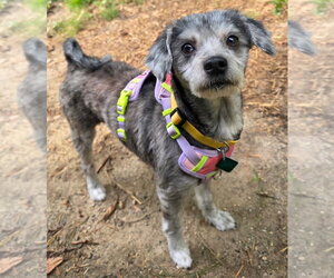 Pom-A-Poo Dogs for adoption in Clarkston, MI, USA