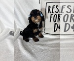 Small #2 Bernedoodle