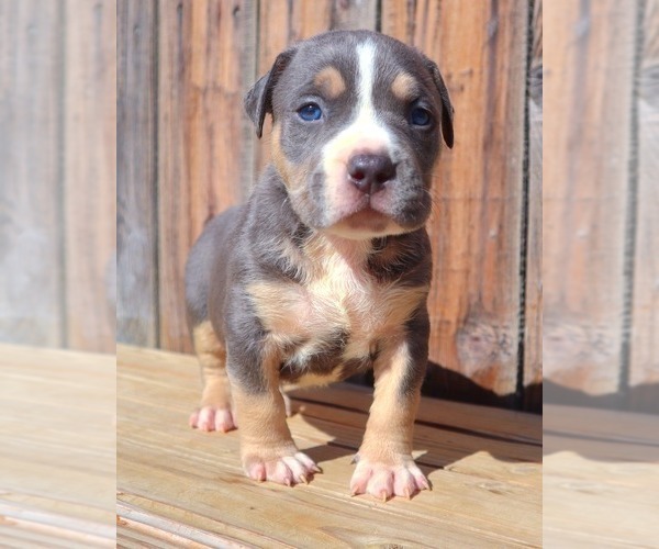 Medium Photo #2 American Bully Puppy For Sale in PHOENIX, AZ, USA