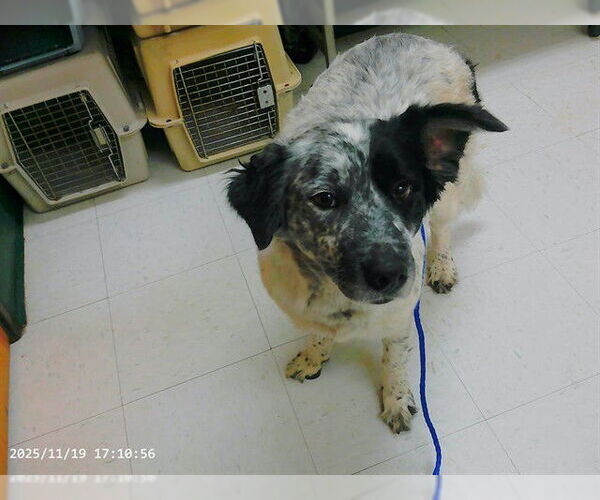 Medium Photo #1 Mutt Puppy For Sale in Oroville, CA, USA