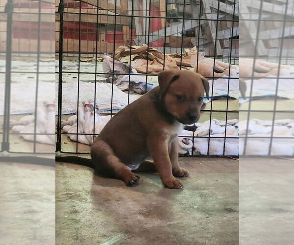 Medium Photo #2 Mutt Puppy For Sale in Candler, NC, USA