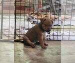 Small #1 Mutt