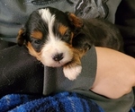 Small #9 Bernedoodle (Miniature)