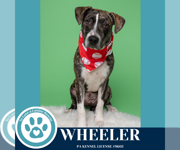 Medium Photo #4 Beagle-Pointer Mix Puppy For Sale in Kimberton, PA, USA