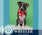 Small #3 Beagle-Pointer Mix