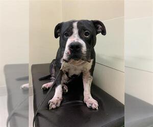 American Bulldog-Unknown Mix Dogs for adoption in Corpus Christi, TX, USA