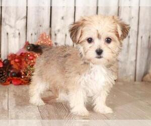 Yorkshire Terrier Puppy for sale in MOUNT VERNON, OH, USA