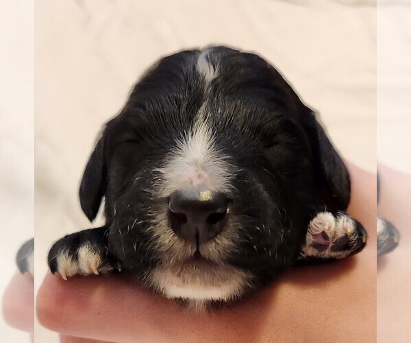 Medium Photo #5 F2 Aussiedoodle Puppy For Sale in COLUMBIA, TN, USA