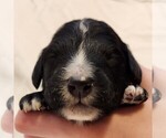 Small #4 F2 Aussiedoodle