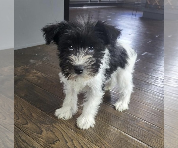 Medium Photo #1 Schnauzer (Miniature) Puppy For Sale in FRANKLIN, IN, USA