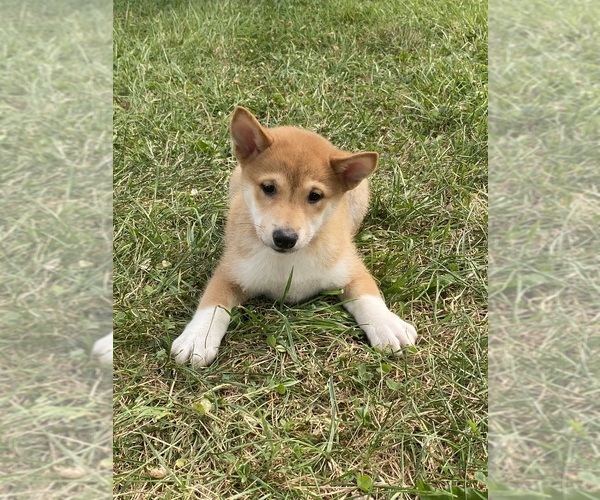 Medium Photo #5 Shiba Inu Puppy For Sale in CANOGA, NY, USA