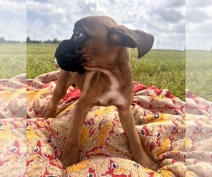 Boxer Puppy for sale in RICHLAND, MO, USA