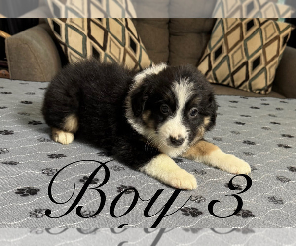 Medium Photo #8 Australian Shepherd Puppy For Sale in SALISBURY, NC, USA