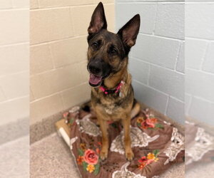 MAYA - Female German Shepherd Dog Dog for Adoption