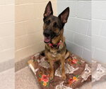 MAYA - Female German Shepherd Dog Dog for Adoption - Small photo