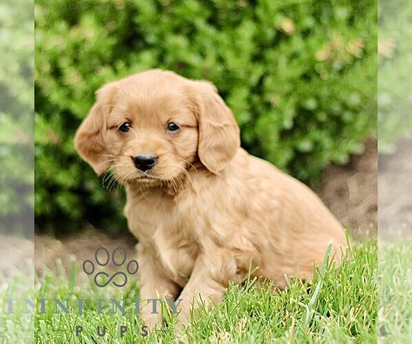 Medium Photo #4 Golden Retriever Puppy For Sale in STRASBURG, PA, USA