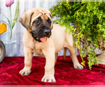 Puppy Morley Mastiff