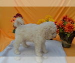 Small Photo #5 Poodle (Standard) Puppy For Sale in COVINGTON, GA, USA