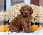 Small #3 Cavapoo