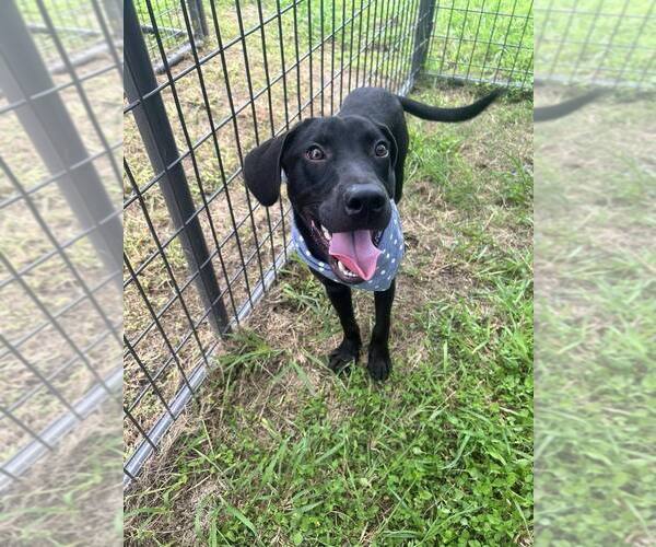 Medium Photo #2 Labrador Retriever-Unknown Mix Puppy For Sale in Abbeville, LA, USA