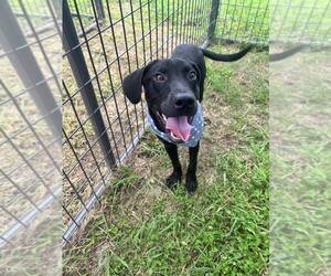 Philly - Male Labrador Retriever-Unknown Mix Dog for Adoption - Photo #2