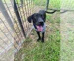 Small #1 Labrador Retriever Mix