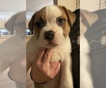 Puppy Puppy 1 American Bully