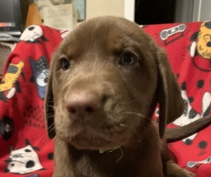 Labrador Retriever Puppy for sale in SPOTSYLVANIA, VA, USA