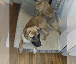 Small #10 Black Mouth Cur-German Shepherd Dog Mix