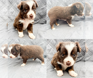 Miniature Australian Shepherd Puppy for sale in BROOKER, FL, USA