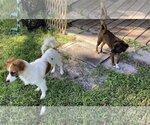 Small Photo #5 Papshund Puppy For Sale in Palatka, FL, USA
