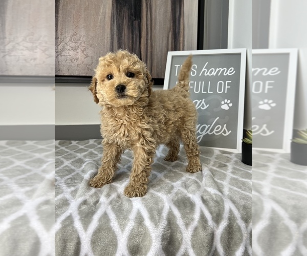 Medium Photo #1 Goldendoodle Puppy For Sale in FRANKLIN, IN, USA