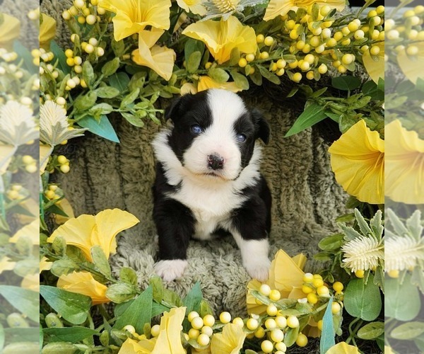 Medium Photo #1 Miniature Australian Shepherd Puppy For Sale in SANDOWN, NH, USA