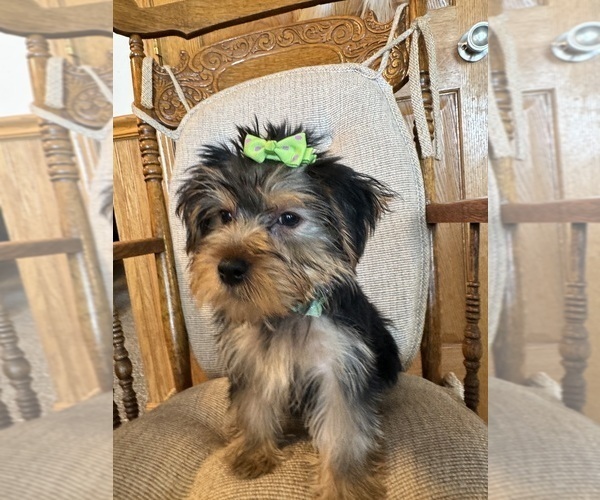 Medium Photo #4 Yorkshire Terrier Puppy For Sale in LANCASTER, MO, USA