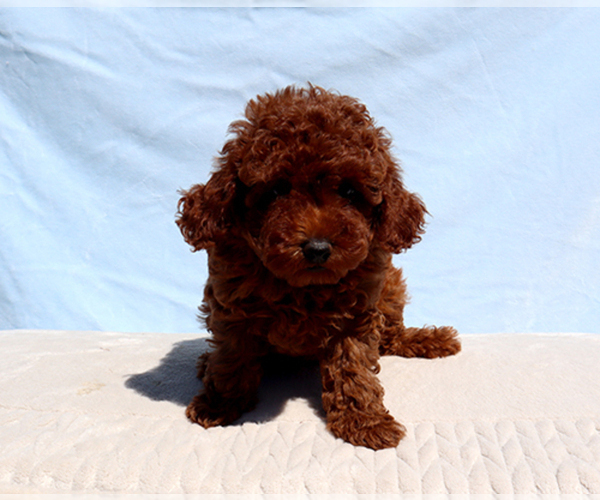 Medium Photo #1 Poodle (Toy) Puppy For Sale in LOS ANGELES, CA, USA