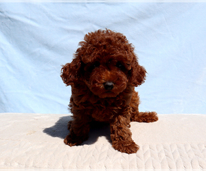 Poodle (Toy) Puppy for sale in LOS ANGELES, CA, USA
