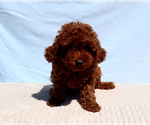 Image preview for Ad Listing. Nickname: Nelly