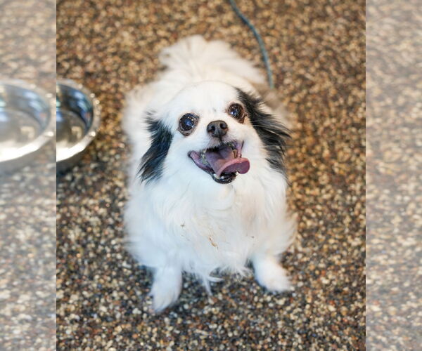 Medium Photo #1 Chihuahua Puppy For Sale in St. Louis Park, MN, USA