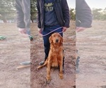 Small Photo #1 Golden Mountain Dog Puppy For Sale in BLACK FOREST, CO, USA