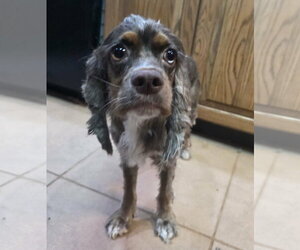 Cocker Spaniel Dogs for adoption in Cuba, NY, USA
