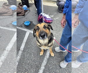 German Shepherd Dog-Unknown Mix Dogs for adoption in La Grange , NC, USA