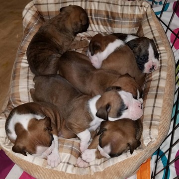 Medium Photo #1 Boxer Puppy For Sale in GREENVILLE, SC, USA