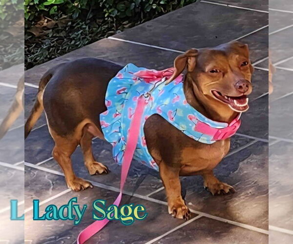 Medium Photo #11 Dachshund Puppy For Sale in San Antonio, TX, USA