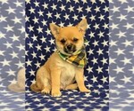 Small Photo #1 Chiranian Puppy For Sale in NEW FREEDOM, PA, USA
