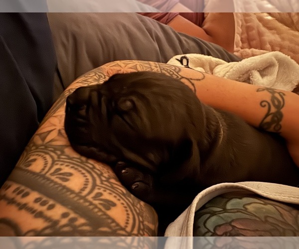 Medium Photo #1 Cane Corso Puppy For Sale in BARBOURSVILLE, VA, USA