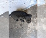 Small #4 Labrador Retriever