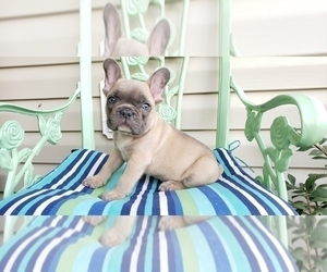 French Bulldog Puppy for sale in FARMINGTON, MO, USA